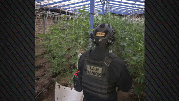 Συνελήφθη 60χρονος για καλλιέργεια κάνναβη στα Χανιά: Εντοπίστηκε θερμοκήπιο με 103 δενδρύλλια, δείτε βίντεο και φωτογραφίες