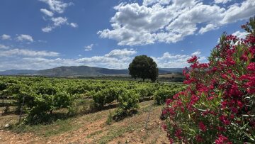 Δράμα: Εκεί όπου το κρασί ανεβαίνει όλο και ψηλότερα