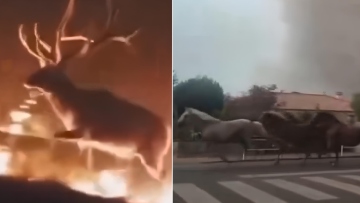 Συγκλονιστικά βίντεο με ζώα που παλεύουν να ξεφύγουν από τις φλόγες σε Ισπανία και Γαλλία