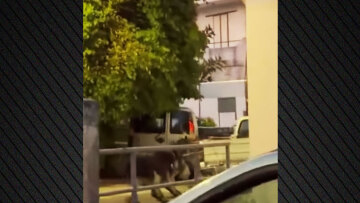 Βίντεο: Έδεσε γαϊδουράκια με σχοινιά στο αγροτικό και τα έσερνε στη Ρόδο, έγινε καταγγελία στην ΕΛΑΣ