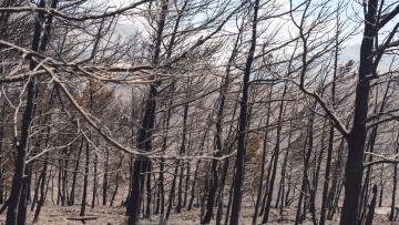 Αποκαρδιωτικές εικόνες στο Ρέθυμνο, την επόμενη μέρα της φονικής πυρκαγιάς