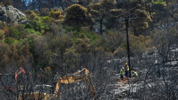 Ποια είναι τα δέντρα που μπορούν να γίνουν «ασπίδα» για το σπίτι σας απέναντι στις πυρκαγιές
