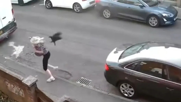 Κοράκι στη Βρετανία πήρε στο κυνήγι γυναίκα και την έριξε κάτω, δείτε βίντεο 