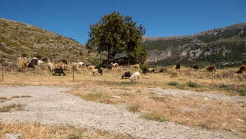 Πέθανε κτηνοτρόφος στη Λέσβο μετά τη θανάτωση του κοπαδιού του λόγω αφθώδους πυρετού
