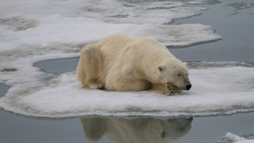 Έβαλε μπρος την μπουρού πλοίου για να ξυπνήσει πολική αρκούδα που κοιμόταν στην Αρκτική και έφαγε «βαρύ πρόστιμο»