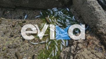 Δεκάδες νεκρά ψάρια ξεβράστηκαν στην παραλία Ροδιές στην Χαλκίδα, δείτε εικόνες και βίντεο