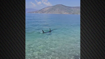 Τεράστιο ψάρι εμφανίστηκε στα ρηχά παραλίας στην Ψάθα, δείτε βίντεο