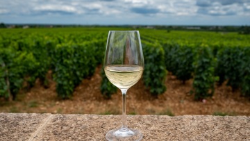 Messinia Terroirs: Το «άγνωστο» Φιλέρι και η οινική ταυτότητα της Μεσσηνίας
