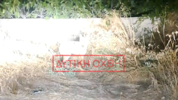 Λύκος στη Φυλή έφτασε δίπλα σε παιδική χαρά, δείτε βίντεο 