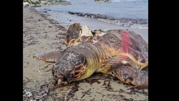 28 νεκρές θαλάσσιες χελώνες μέσα σε εννιά μήνες στην Κέρκυρα