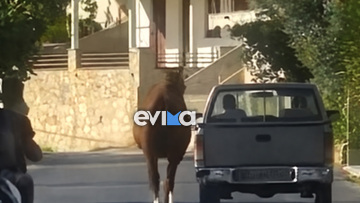 Οδηγός στην Εύβοια έδεσε άλογο στην καρότσα και το έσερνε στο δρόμο, δείτε βίντεο 
