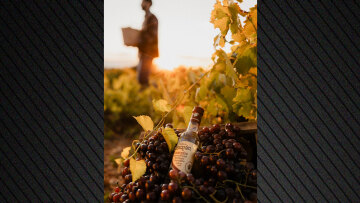 Από τον τρύγο στο ποτήρι: Η διαδρομή του Μοσχάτου μέχρι να γίνει Δεκαράκι