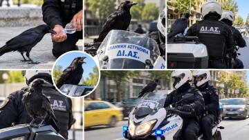 Η Ομάδα ΔΙ.ΑΣ. απέκτησε ένα φτερωτό «Αρχιφύλακα»