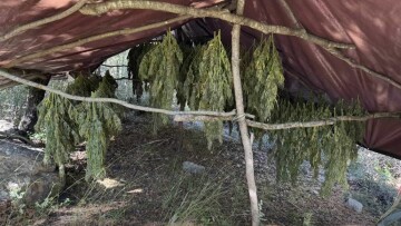 Φυτεία με 330 δενδρύλλια κάνναβης εντοπίστηκε στην Αχαΐα, δείτε φωτογραφίες