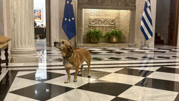 Οι δημοσιογράφοι που συνόδευσαν τον Ρούμπιο στο Μαξίμου ξετρελάθηκαν με τον Πίνατ: «Ο Πρώτος Σκύλος της Ελλάδας!»