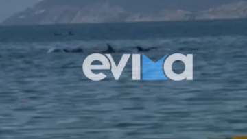 Ξεχωριστό θέαμα στον Ευβοϊκό: Φώκια και 20 δελφίνια έκαναν βόλτα, δείτε βίντεο 
