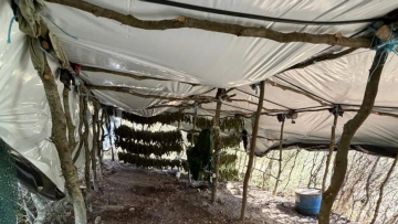 Φυτεία με 812 δενδρύλλια κάνναβης βρέθηκε κρυμμένη μέσα σε δάσος στη Λάρισα, πάνω από 800.000 ευρώ το προσδοκώμενο όφελος
