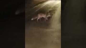 Αλεπού στο Μαρούσι