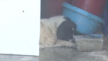 Αστυνομικοί απεγκλωβίζουν σκύλο από τη φωτιά στην Κερατέα, εθελοντής δροσίζει με μάνικα παγιδευμένο τετράποδο - Δείτε βίντεο