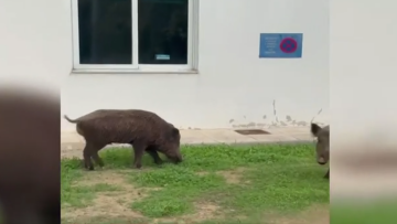 Αγριογούρουνα μπήκαν στο Δαφνί και έτρωγαν το γκαζόν, ανήσυχοι οι εργαζόμενοι για ασφάλεια και περίφραξη - Δείτε βίντεο