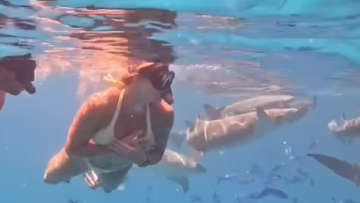 Αρίνα Σαμπαλένκα: Κολύμπησε παρέα με καρχαρίες στις Μαλδίβες - Βίντεο 