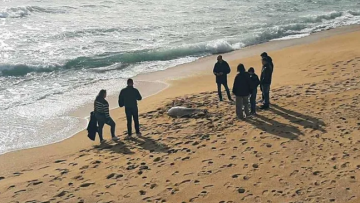 Δελφίνι ξεβράστηκε νεκρό σε παραλία στην Καβάλα, είχε σκοινί δεμένο στο πτερύγιό του