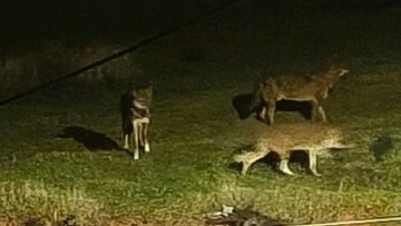Λύκοι εμφανίστηκαν ξανά στο Πανόραμα Θεσσαλονίκης
