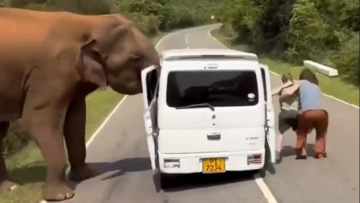 Σρι Λάνκα: Τρόμος για Ρώσους τουρίστες, τους επιτέθηκε ελέφαντας όταν προσπάθησσν να τον ταΐσουν