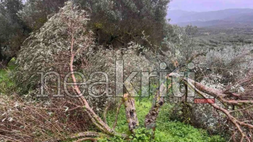 Έκοψαν δεκάδες ελιές παραγωγού στα Καλύβια Ηρακλείου, ζημιά χιλιάδων ευρώ για τον παραγωγό, δείτε βίντεο