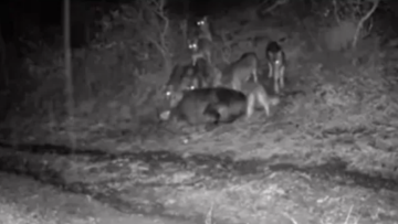 Ζαγόρι: Αγέλες λύκων πλησίασαν σπίτια σε χωριό, δείτε βίντεο
