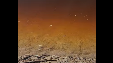 Κρήτη: Δραματικές εικόνες σε υγροβιότοπο της Χερσονήσου, δεκάδες νεκρά ψάρια και πουλιά, δείτε βίντεο