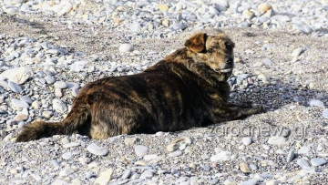 Η Μπέλλα των Χανίων: Ο σκύλος που έχασε την οικογένειά του και επιστρέφει καθημερινά στην αγαπημένη τους παραλία, βίντεο και φωτογραφίες