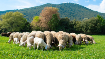 Ευλογιά αιγοπροβάτων: Σκληρά μέτρα έως το Πάσχα 2026 και εντατικοί έλεγχοι σε όλη την Ελλάδα
