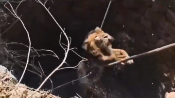 17_Apr_1_Video_Horizontal