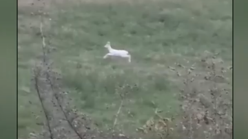 Σπάνια αλμπίνο ζαρκάδια εντοπίστηκαν στην Ημαθία, δείτε βίντεο
