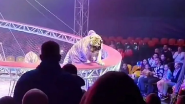 Τρόμος σε τσίρκο στη Ρωσία: Τίγρης βγήκε από το προστατευτικό δίχτυ και πήγε... βόλτα στις κερκίδες