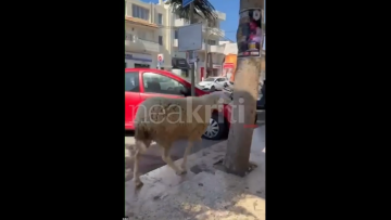 Βίντεο: Πρόβατο έκανε... βόλτες στο κέντρο του Ηρακλείου Κρήτης για ώρες