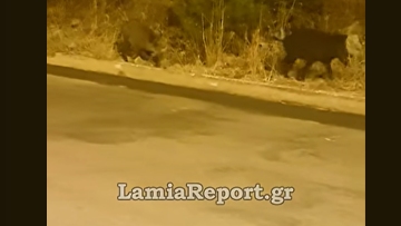 Αγριογούρουνα βγήκαν για βοσκή έξω από σπίτια στη Λαμία, δείτε βίντεο