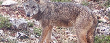 «Με ακολούθησε, με δάγκωσε και με έγδαρε στη μέση»: Πώς επιτέθηκε ο λύκος στον άνδρα στo Τατόι