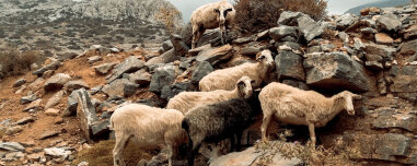 Από την «σπάνια φυλή αιγοπροβάτων Ρουμλουκίου» στις πραγματικές, αυτόχθονες ελληνικές: Η σημασία τους, ποιες και πόσες είναι, με τι ποσά επιδοτούνται 