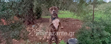 Τραγωδία στη Ζάκυνθο: Το επόμενο διάστημα θα αποφασιστεί αν θα θανατωθεί το πίτμπουλ που σκότωσε το 2χρονο παιδάκι