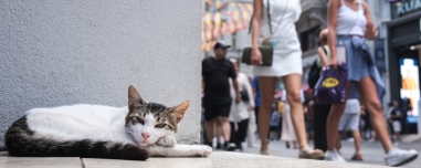 Μέσα στην πόλη που «κυβερνούν» οι γάτες: Η παράδοση από την Οθωμανική Αυτοκρατορία και τα ζώα-σύμβολα της Κωνσταντινούπολης