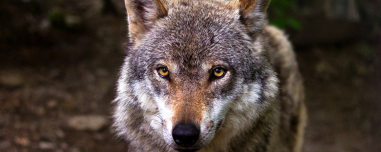 Λύκος επιτέθηκε σε παρέα περιπατητών στα Βασιλικά Κτήματα στο Τατόι!