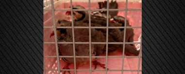 Δικογραφία για παράνομη εκτροφή ζώων στην ταράτσα στους Αμπελόκηπους: Κατσίκες, κότες, πάπιες σε ακατάλληλες συνθήκες διαβίωσης, βίντεο και φωτογραφίες