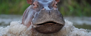Κανείς δεν θέλει τους ιπποπόταμους του Πάμπλο Εσκομπάρ: Η ευθανασία ως μόνη λύση, η οικολογική απειλή και οι ακτιβιστές που αντιδρούν

