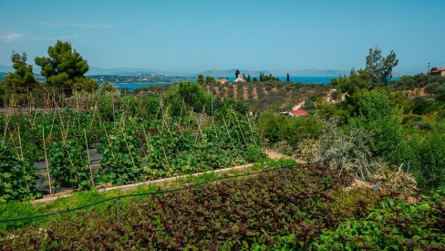 Το μποστάνι στις Σπέτσες με τις λευκές κότες, τα μελίσσια και τα φρέσκα λαχανικά και την υπέροχη θέα