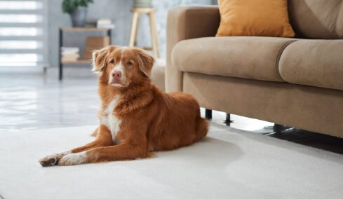 Πώς περνούν την ώρα τους οι σκύλοι όταν μένουν μόνοι στο σπίτι