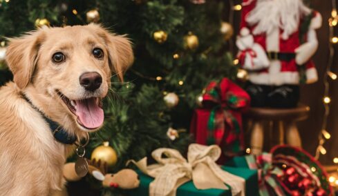 Το λάθος που κάνουμε τα Χριστούγεννα με τον σκύλο μας – Τι άλλο πρέπει να προσέχουμε