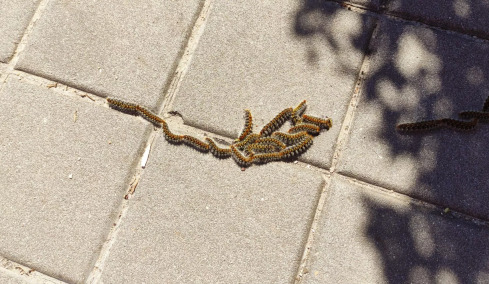 Πιο νωρίς εμφανίστηκαν φέτος οι κάμπιες των δέντρων – Γιατί είναι επικίνδυνες για τον σκύλο μας και η εκπαίδευση που θα τον σώσει