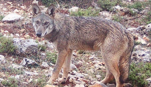 Επίθεση Λύκου στο Τατόι: «Με ακολούθησε, με δάγκωσε και με έγδαρε στη μέση»